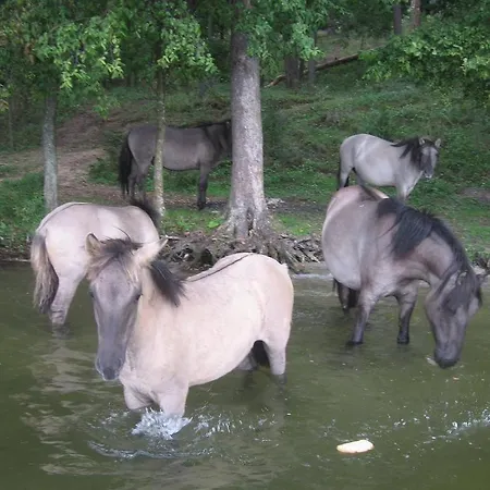 Дом отдыха Mazur W Wierzbie Ручане-Нида